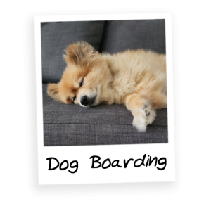 Dog-Boarding-Services-Thumbnail2
