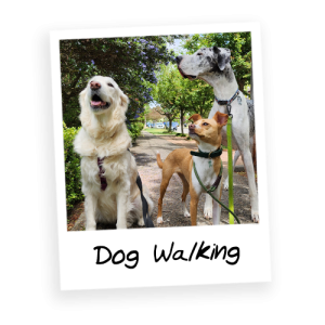 Dog-Walking-Services-Thumbnail