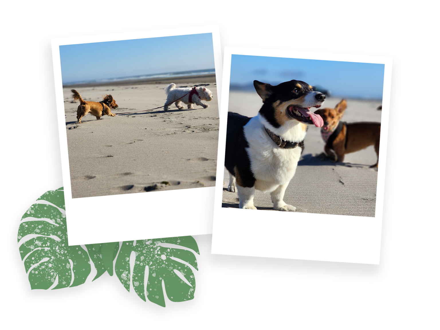 Rufus _ Lilo Beach - home quick bio